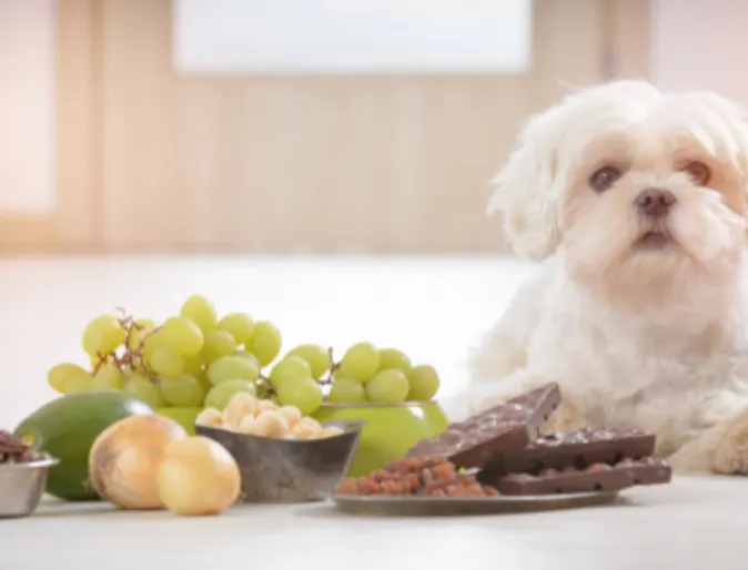 White Dog Lying Next to Poisonous Foods for Dogs